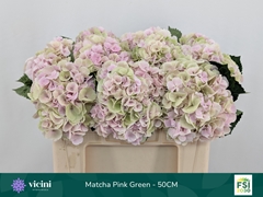 Hydrangea My Beautiful Matcha Classic 50cm 15-17cm Hd