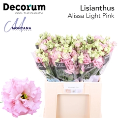 Eustoma Double Alissa Light Pink 60cm