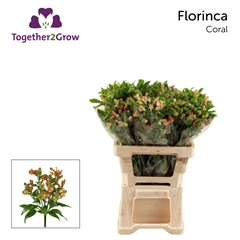 Alstroemeria Florinca Coral 60cm