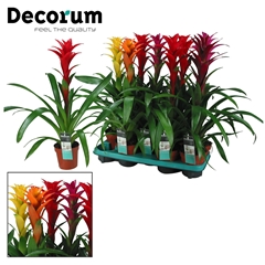 Guzmania Mix 13Ø 55cm