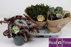 Begonia Leaf Beleaf Mix 17Ø 32cm