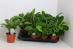Calathea Zebrina 14Ø 30cm