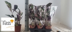 Calathea Fusion White 14Ø 50cm