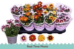 Chrysanth Mix Flower 12Ø 25cm