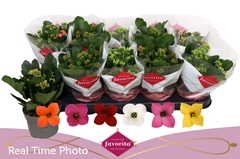 Kalanchoe Single Mix 6 Colours 10Ø 22cm