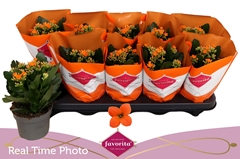 Kalanchoe Single Acheron 10Ø 22cm
