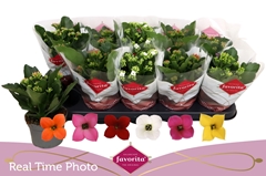 Kalanchoe Single Mix 6 Colours 10Ø 22cm