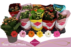 Kalanchoe Double Perfecta Mix 10Ø 22cm