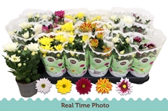 Chrysanth Mix 5 Colours 9Ø 22cm