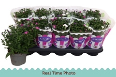 Aster Starletta Mix 12Ø 25cm