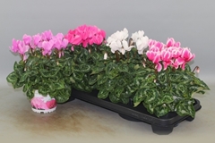 Cyclamen Super Serie Xl 13Ø 30cm