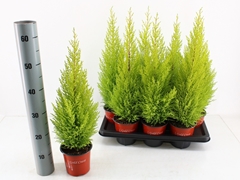 Cupressus Goldcrest 14Ø 60cm