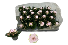 Kalanchoe Double Rose Flowers Jemma 6Ø 12cm