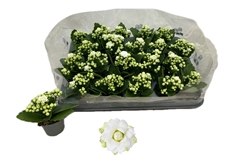 Kalanchoe Double Rose Flowers Greta 6Ø 12cm