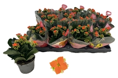 Kalanchoe Single Riley 10Ø 22cm