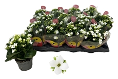 Kalanchoe Single Pauline 10Ø 22cm