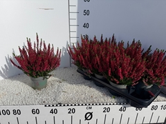 Calluna Vulgaris Beauty Ladies Scarlet Early 12Ø 28cm