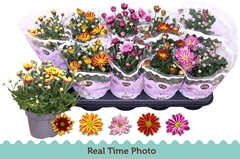 Chrysanth Mix Flower 12Ø 25cm