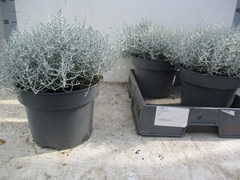 Leucophyta Brownii 23Ø 30cm