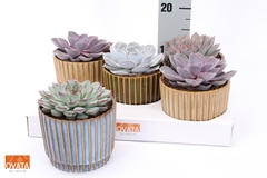 Echeveria Mix 14Ø 14cm