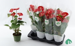 Anthurium Madural 14Ø 55cm