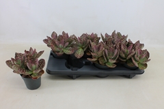 Kalanchoe Surprising Desert 12Ø 30cm