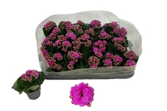 Kalanchoe Double Rose Flowers Katie 6Ø 12cm