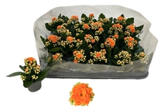 Kalanchoe Double Rose Flowers Agnes 6Ø 13cm