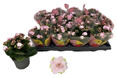 Kalanchoe Double Rose Flowers Jemma 10Ø 20cm