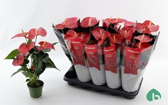 Anthurium Querida 12Ø 45cm