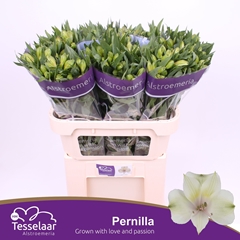 Alstroemeria Pernilla 75cm 55gr.