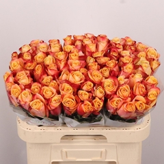 Rosa Pebbles 60cm