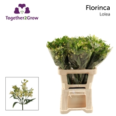 Alstroemeria Florinca Lolea 60cm