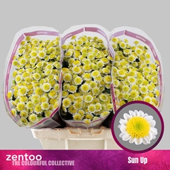 Chrysanth Santini Sun Up 55cm 44gr.