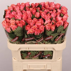 Rosa Miss Piggy+ 70cm