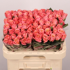 Rosa Miss Piggy+ 60cm