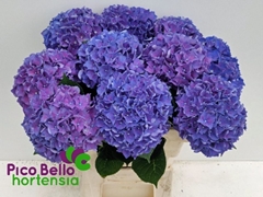 Hydrangea Rodeo Purple 60cm 17-19cm Hd