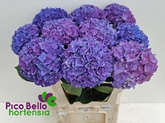 Hydrangea Rodeo Purple 80cm 18-20cm Hd