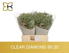 Limonium Sinense Clear Diamond 60cm 20gr.