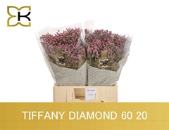 Limonium Sinense Tiffany Diamond 60cm 20gr.