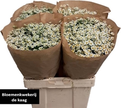 Tanacetum Single Vegmo 60cm