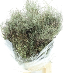 Thymus Capitatus Per Bunch 60cm