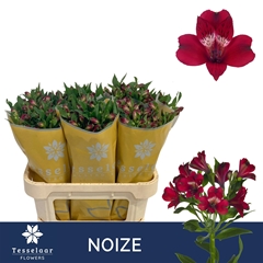 Alstroemeria Noize 75cm 60gr.