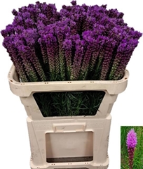 Liatris Callilepis 70cm