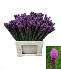 Liatris Callilepis 65cm