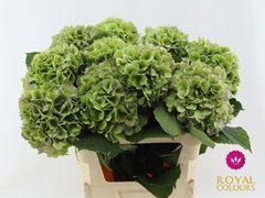 Hydrangea Verena Blue Classic 80cm 20-22cm Hd