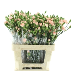 Dianthus Spray Hamada 65cm