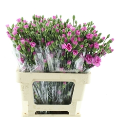 Dianthus Spray Lilac Melissa 65cm