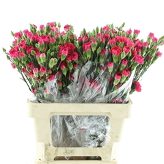 Dianthus Spray Pigeon 65cm
