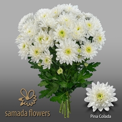 Chrysanth Spray Pina Colada 70cm 95gr.